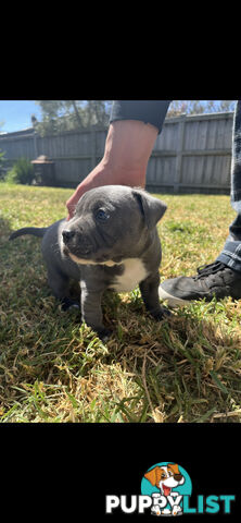 Staffy pups for sale