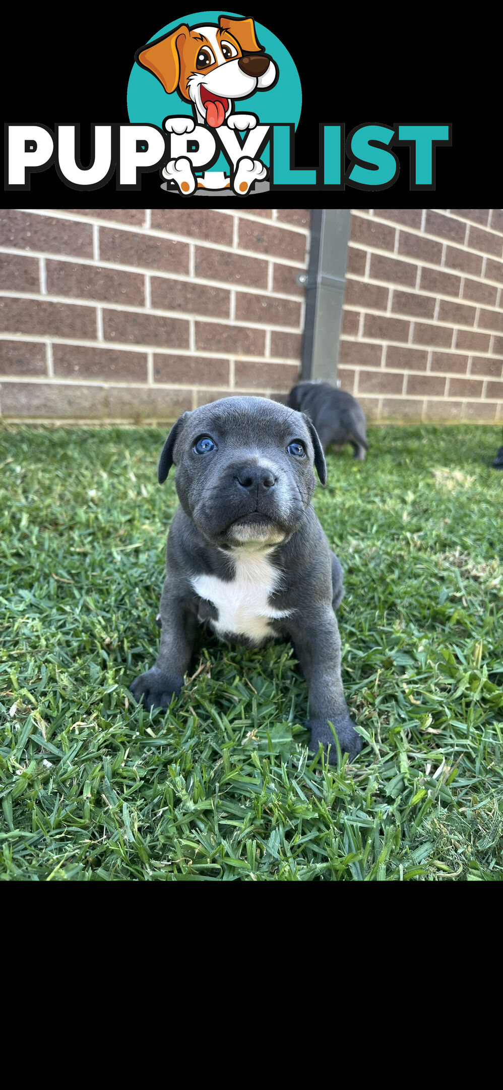 Staffy pups for sale