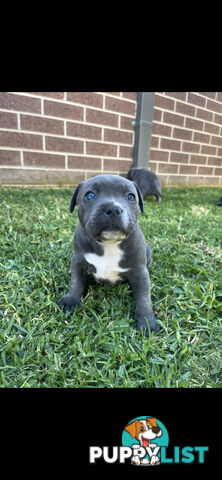 Staffy pups for sale