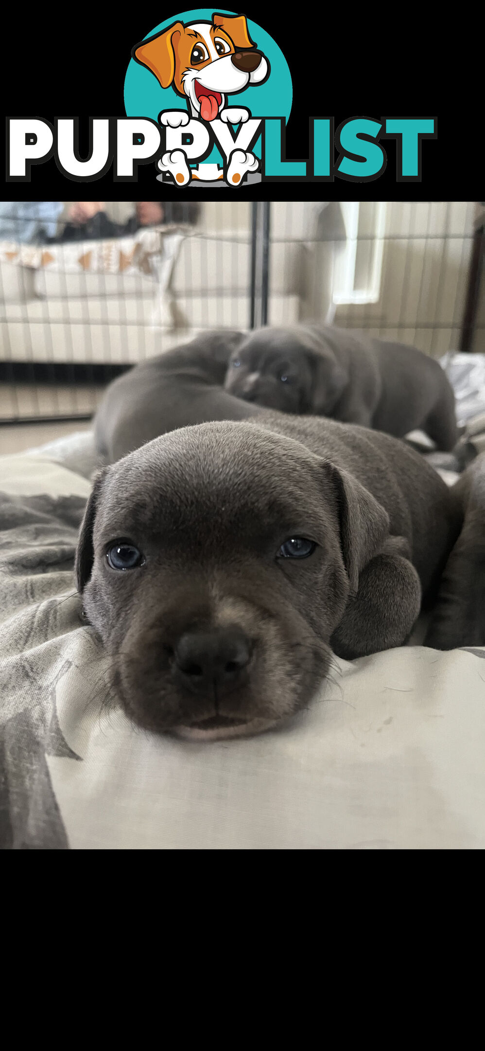 Staffy pups for sale