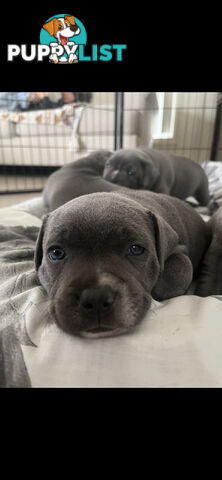 Staffy pups for sale