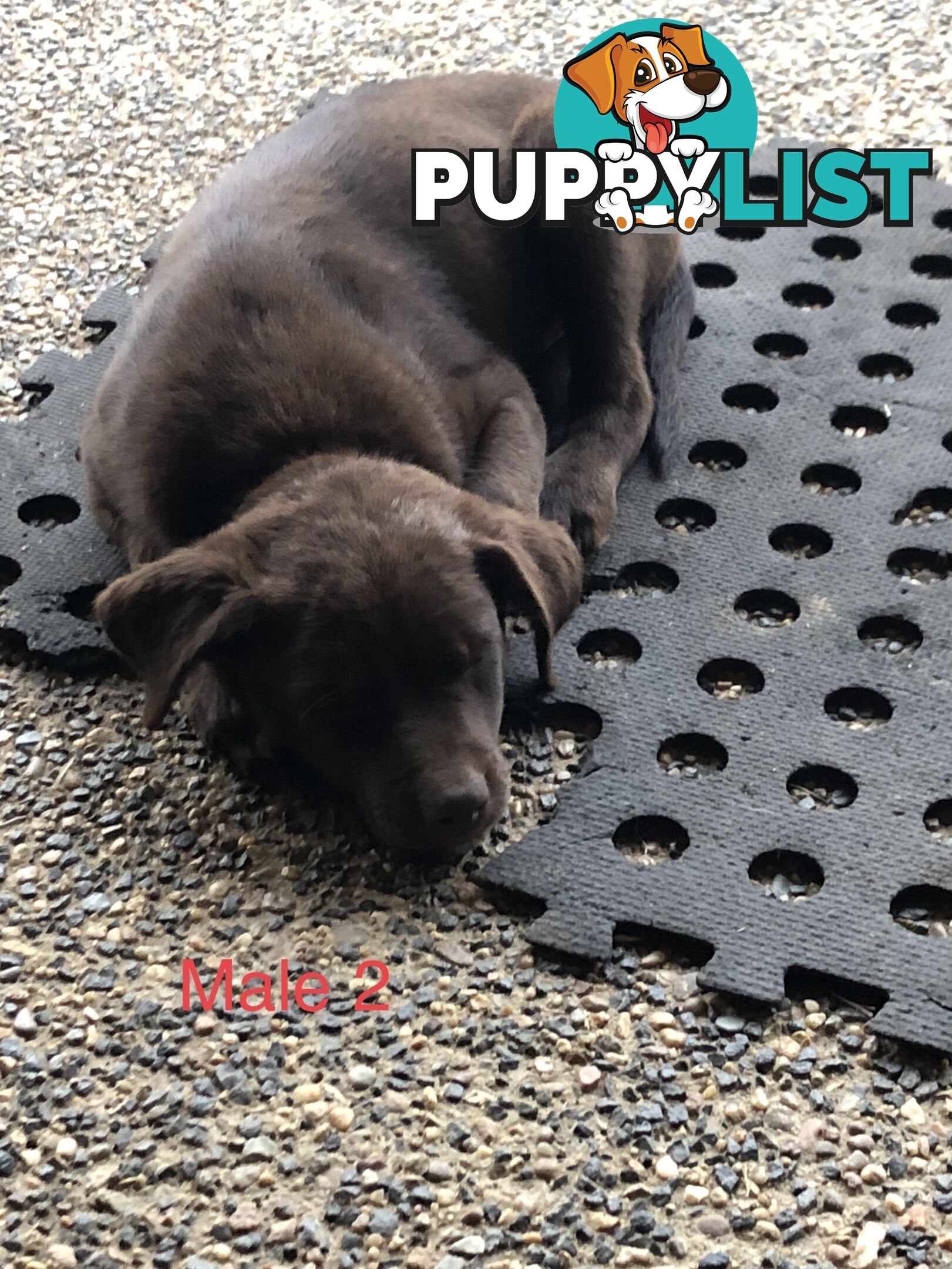 Kelpie x border collie puppies