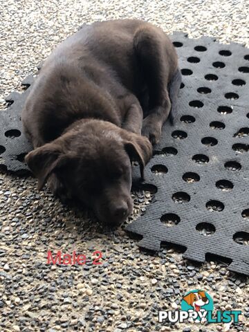 Kelpie x border collie puppies