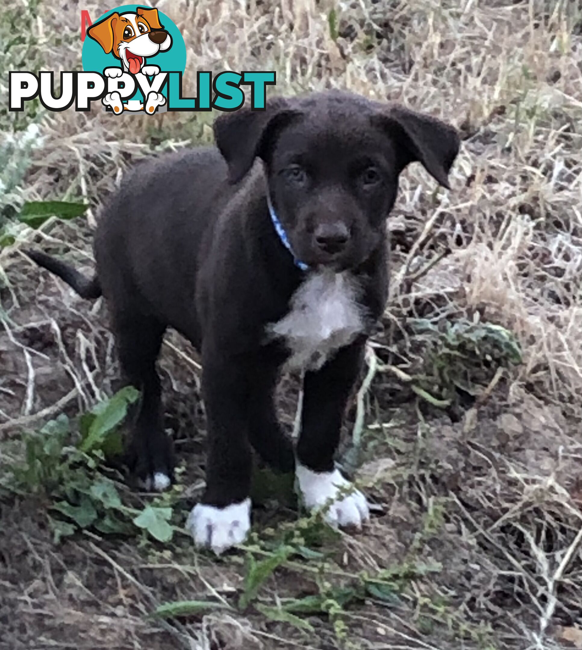 Kelpie x border collie puppies