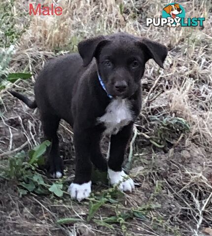 Kelpie x border collie puppies