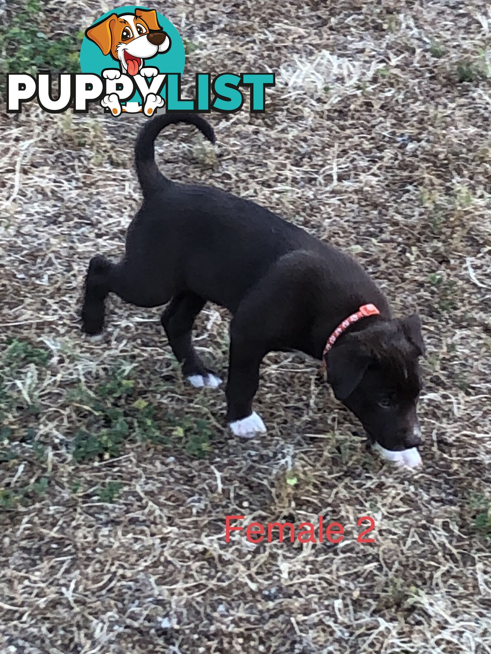 Kelpie x border collie puppies