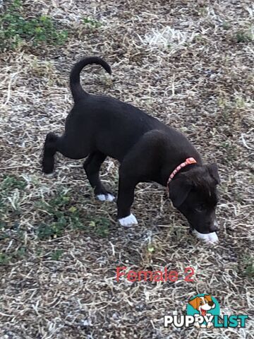 Kelpie x border collie puppies