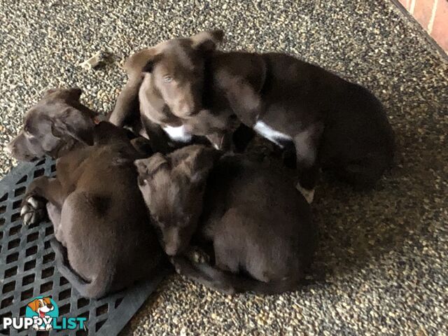 Kelpie x border collie puppies