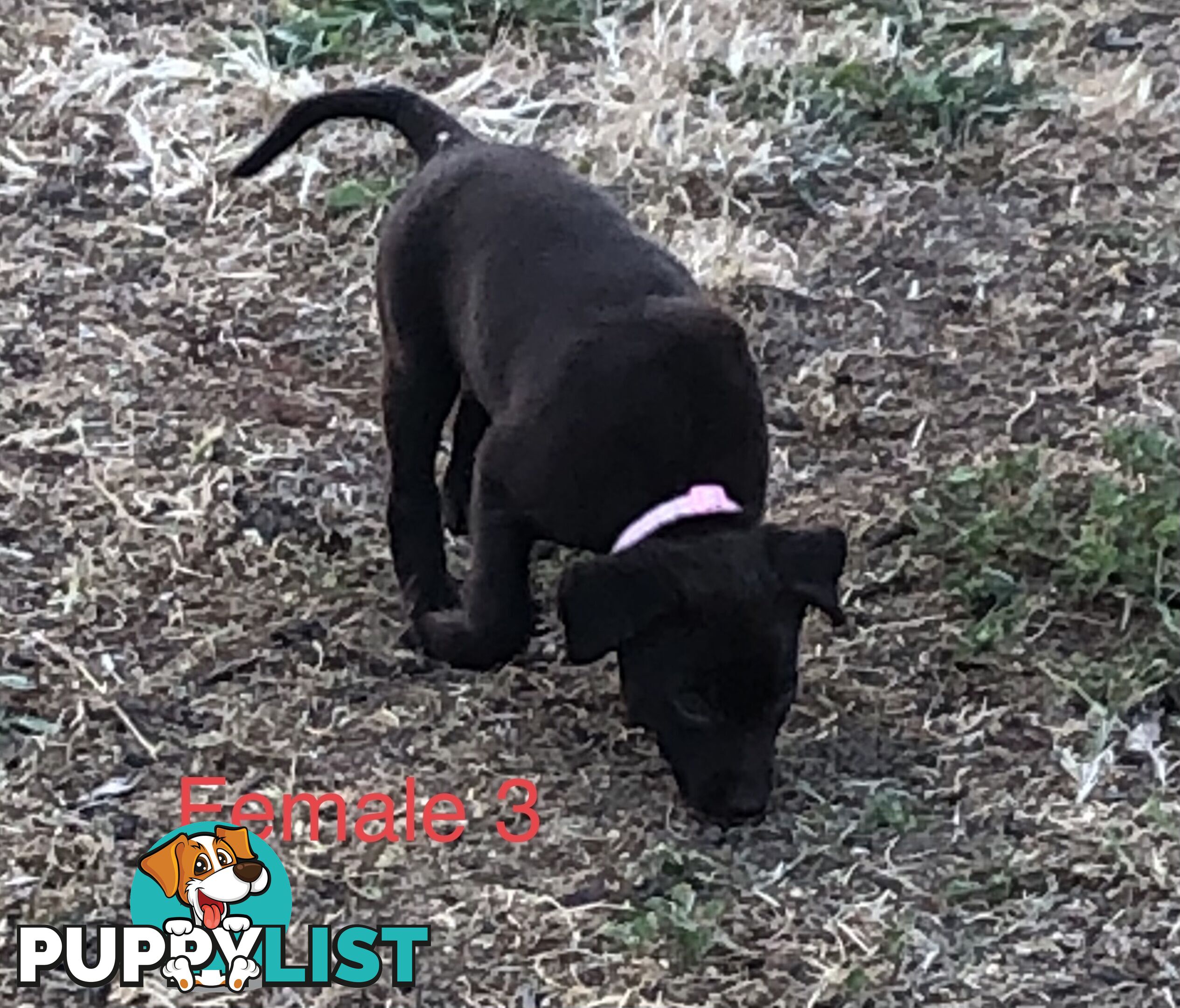 Kelpie x border collie puppies