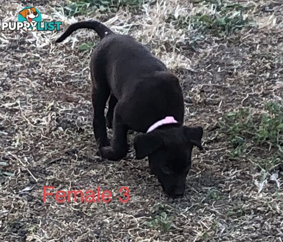 Kelpie x border collie puppies