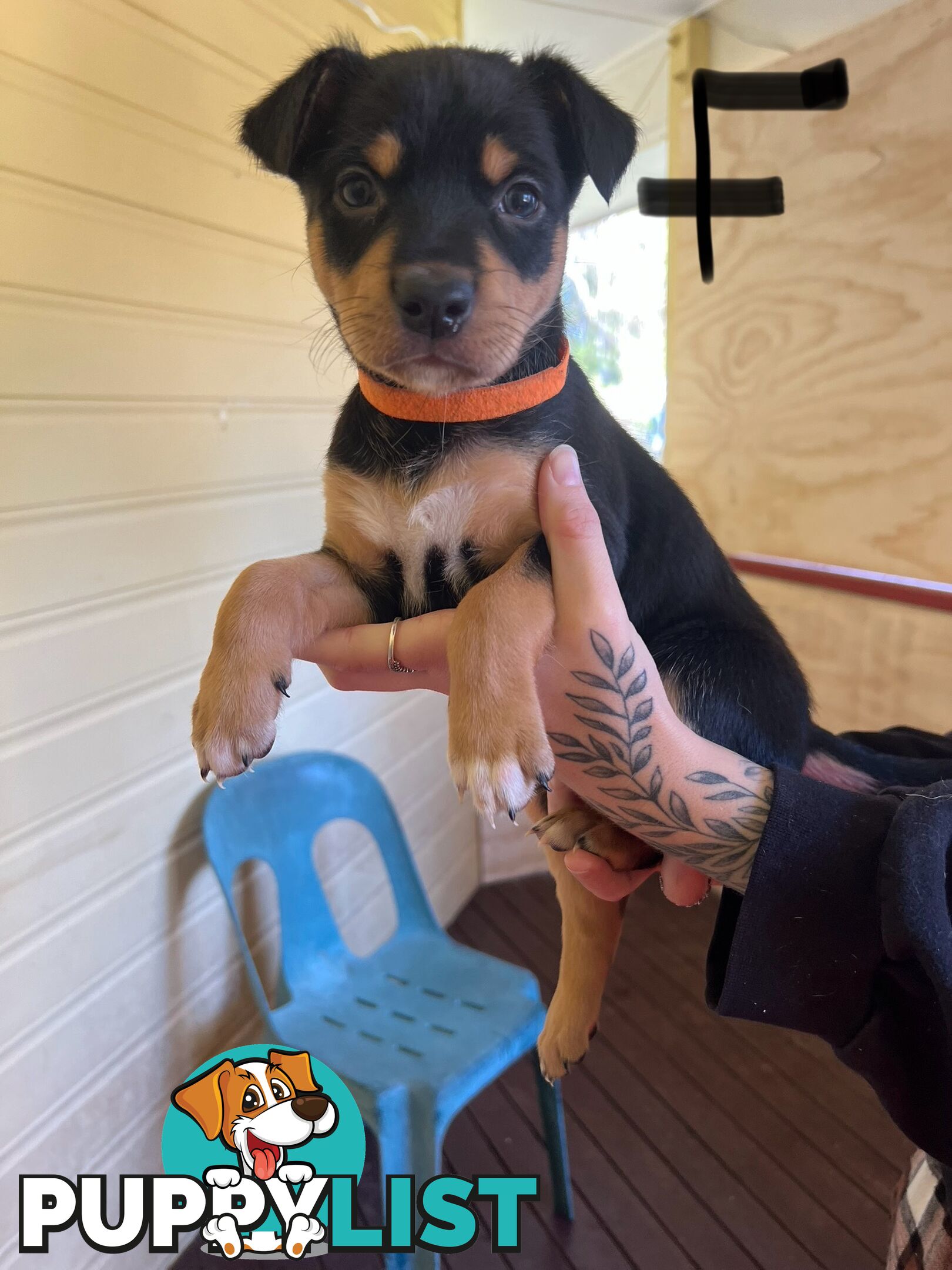 Pedigree purebred Kelpies
