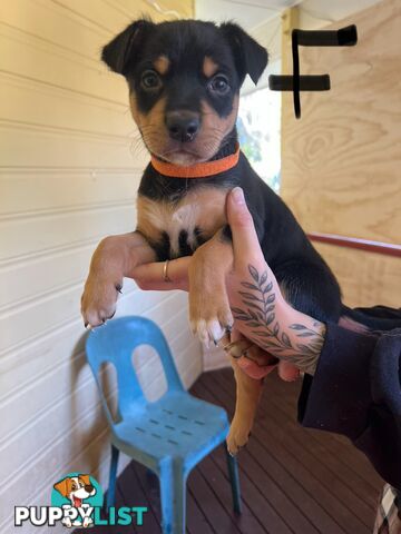 Pedigree purebred Kelpies