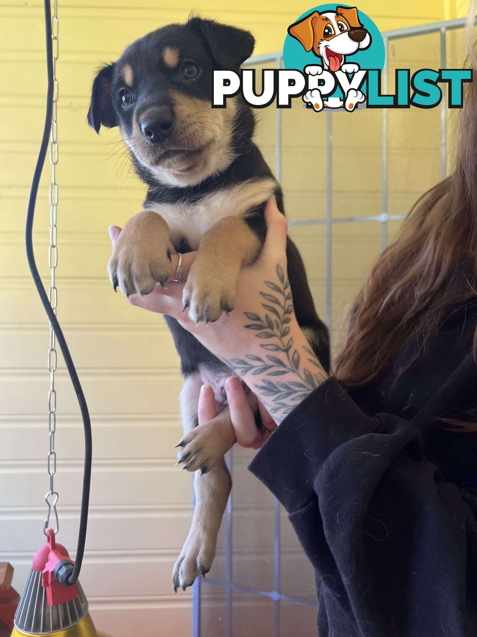 Pedigree purebred Kelpies