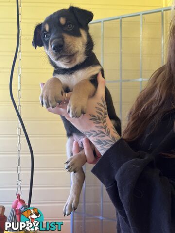 Pedigree purebred Kelpies