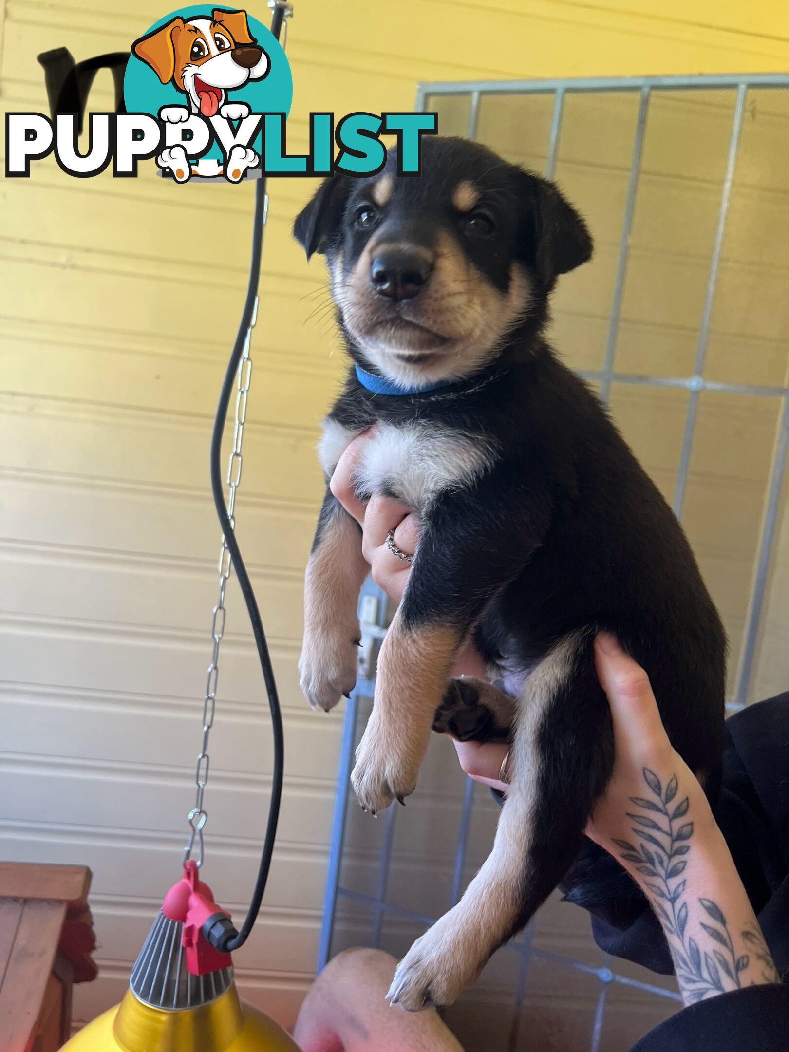Pedigree purebred Kelpies