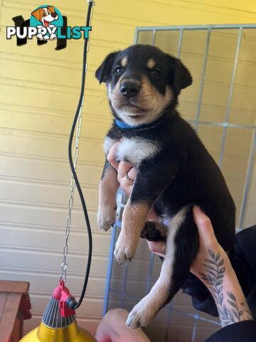 Pedigree purebred Kelpies