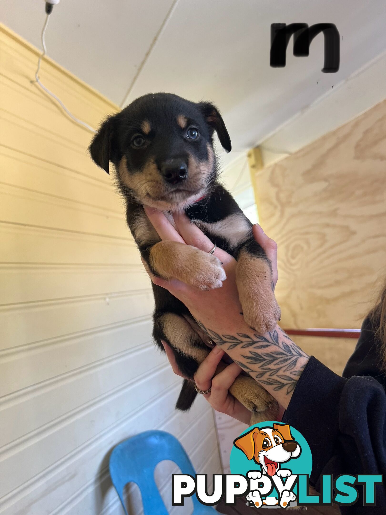 Pedigree purebred Kelpies