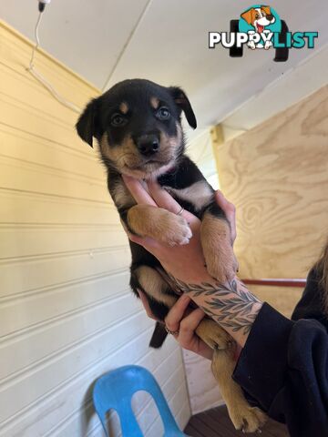 Pedigree purebred Kelpies