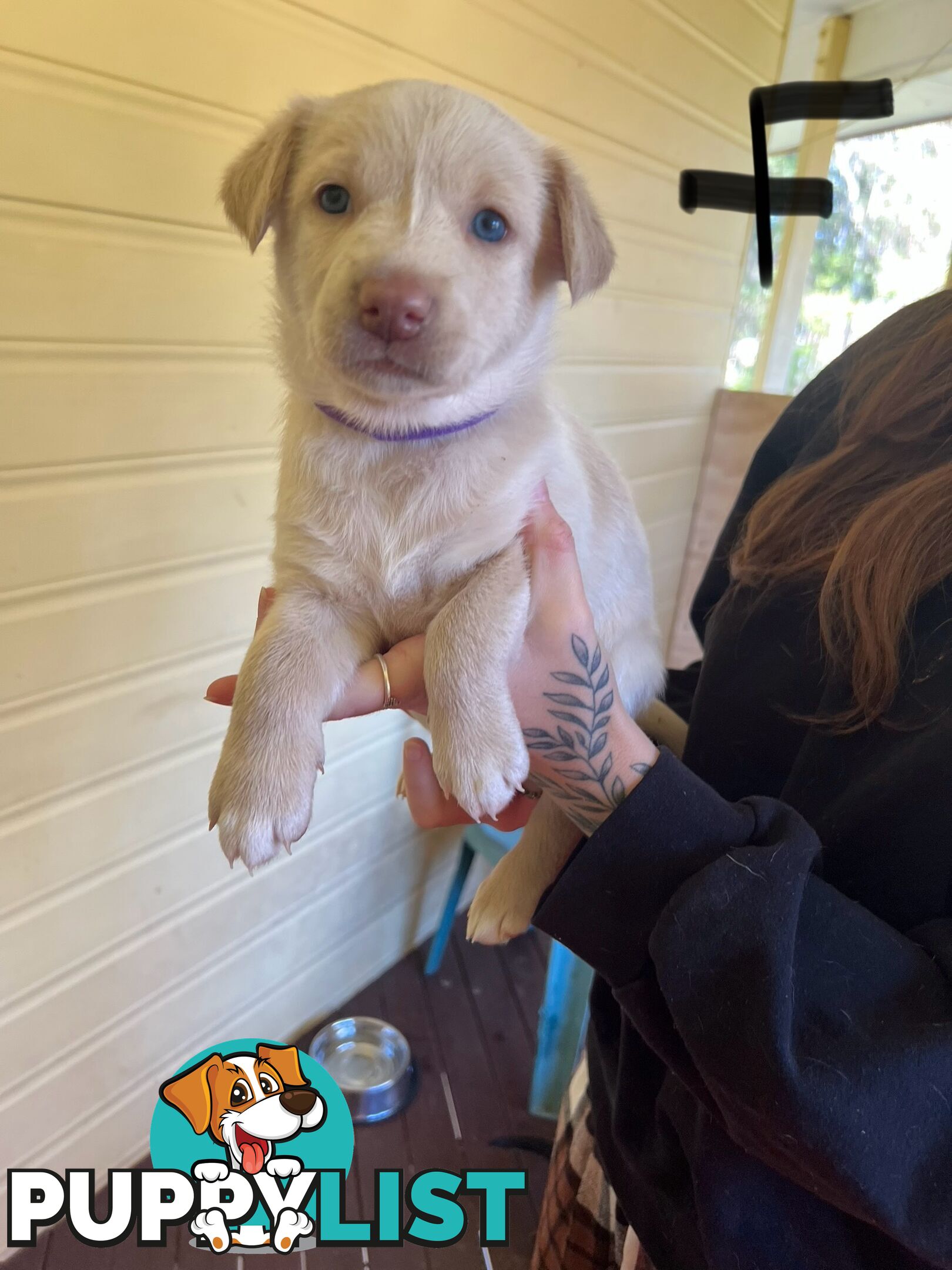 Pedigree purebred Kelpies