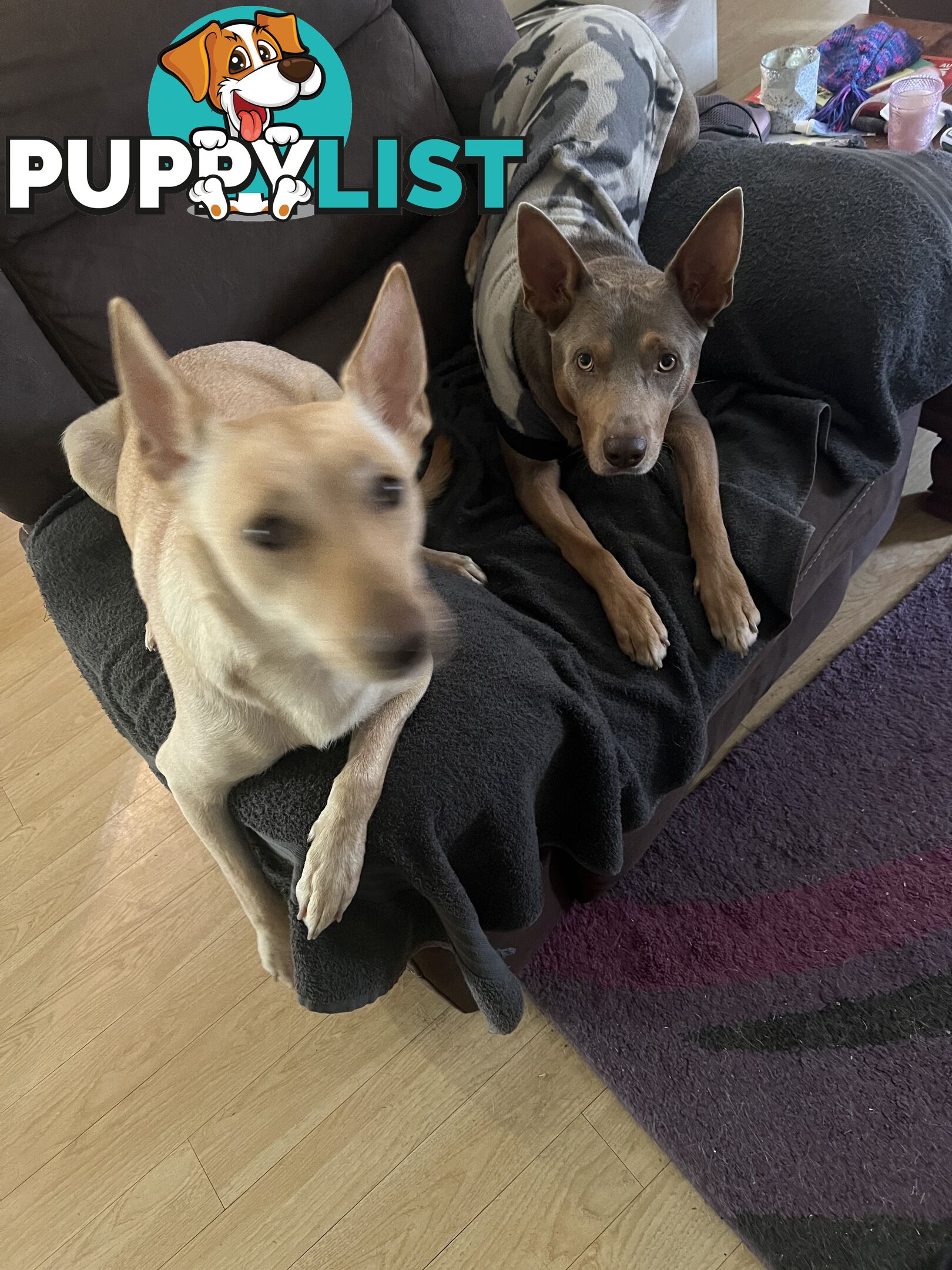 Pedigree purebred Kelpies
