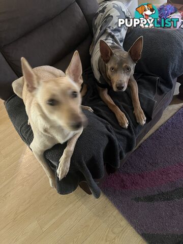 Pedigree purebred Kelpies