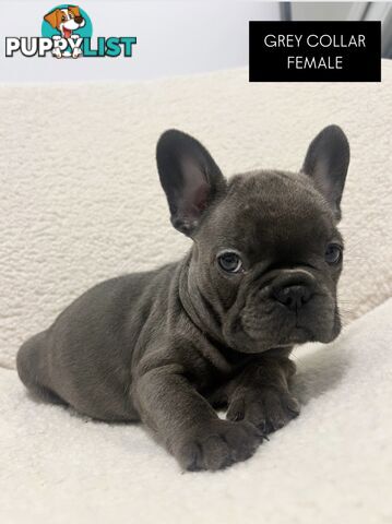 Blue French bulldog pups (purebred)