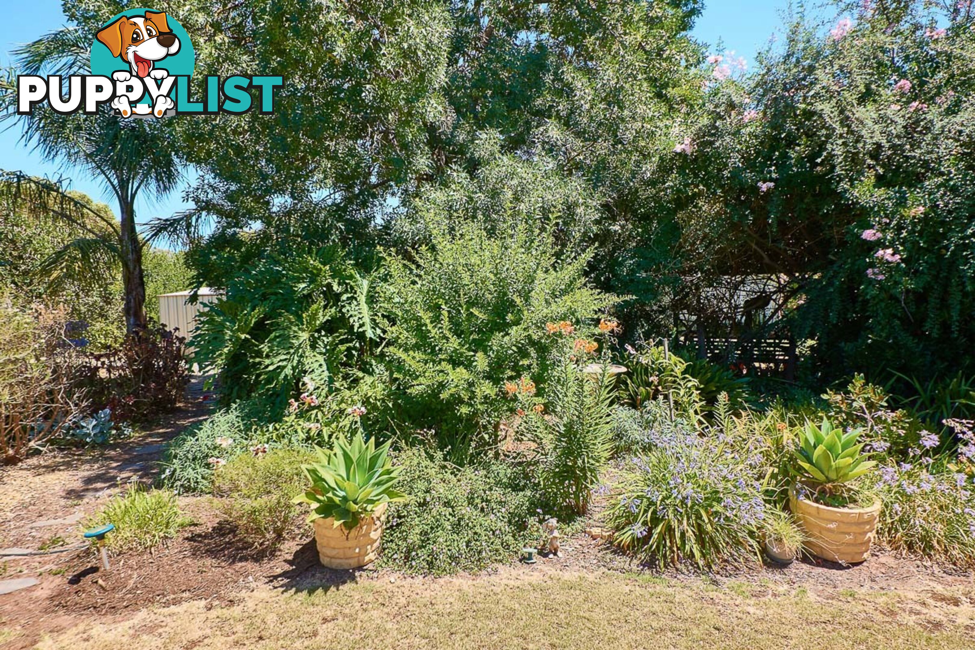 6 Love Avenue STRATHALBYN SA 5255