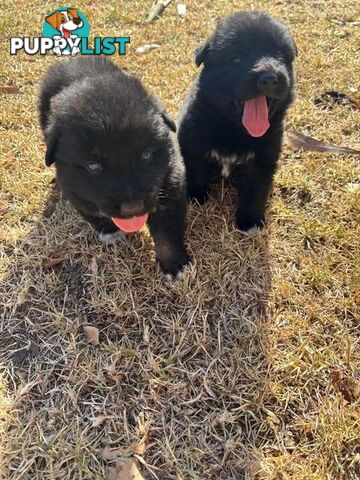 SHOLLIE PUPS (Border Collie x German Shepard)