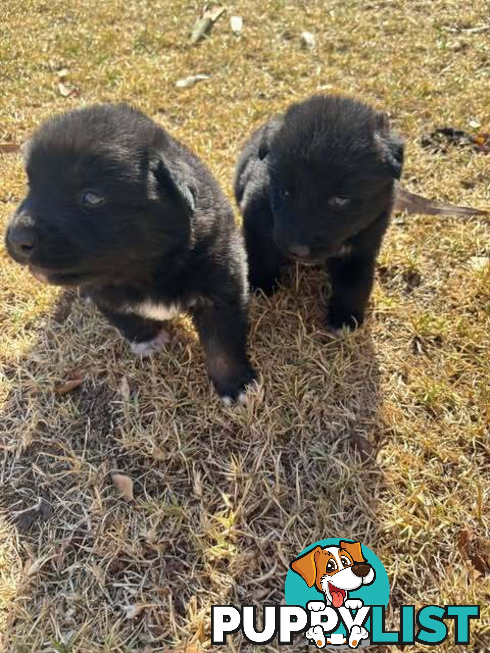 SHOLLIE PUPS (Border Collie x German Shepard)