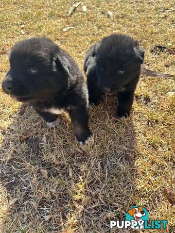 SHOLLIE PUPS (Border Collie x German Shepard)