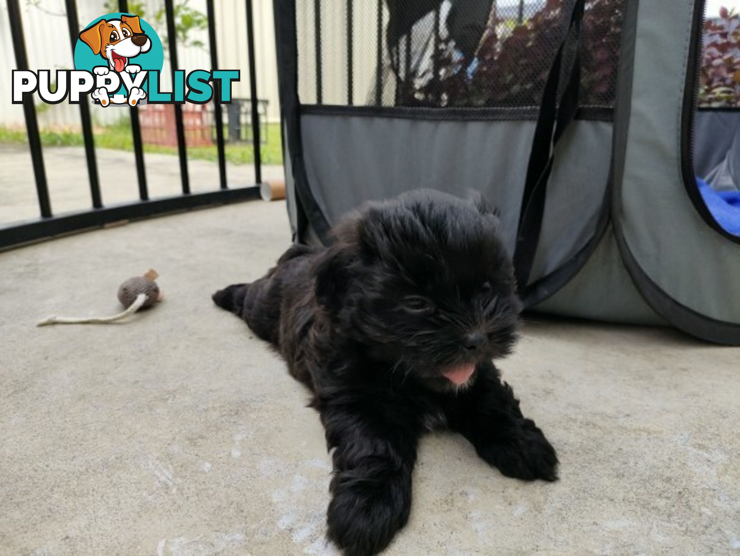 🐾 Bring love and laughter into your life with a Cavoodle cross puppy! 🐾