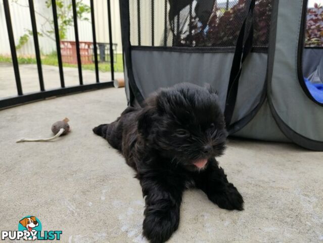 🐾 Bring love and laughter into your life with a Maltese Shih Tzu Cavoodle cross puppy! 🐾