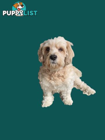 🐾 Bring love and laughter into your life with a Cavoodle cross puppy! 🐾