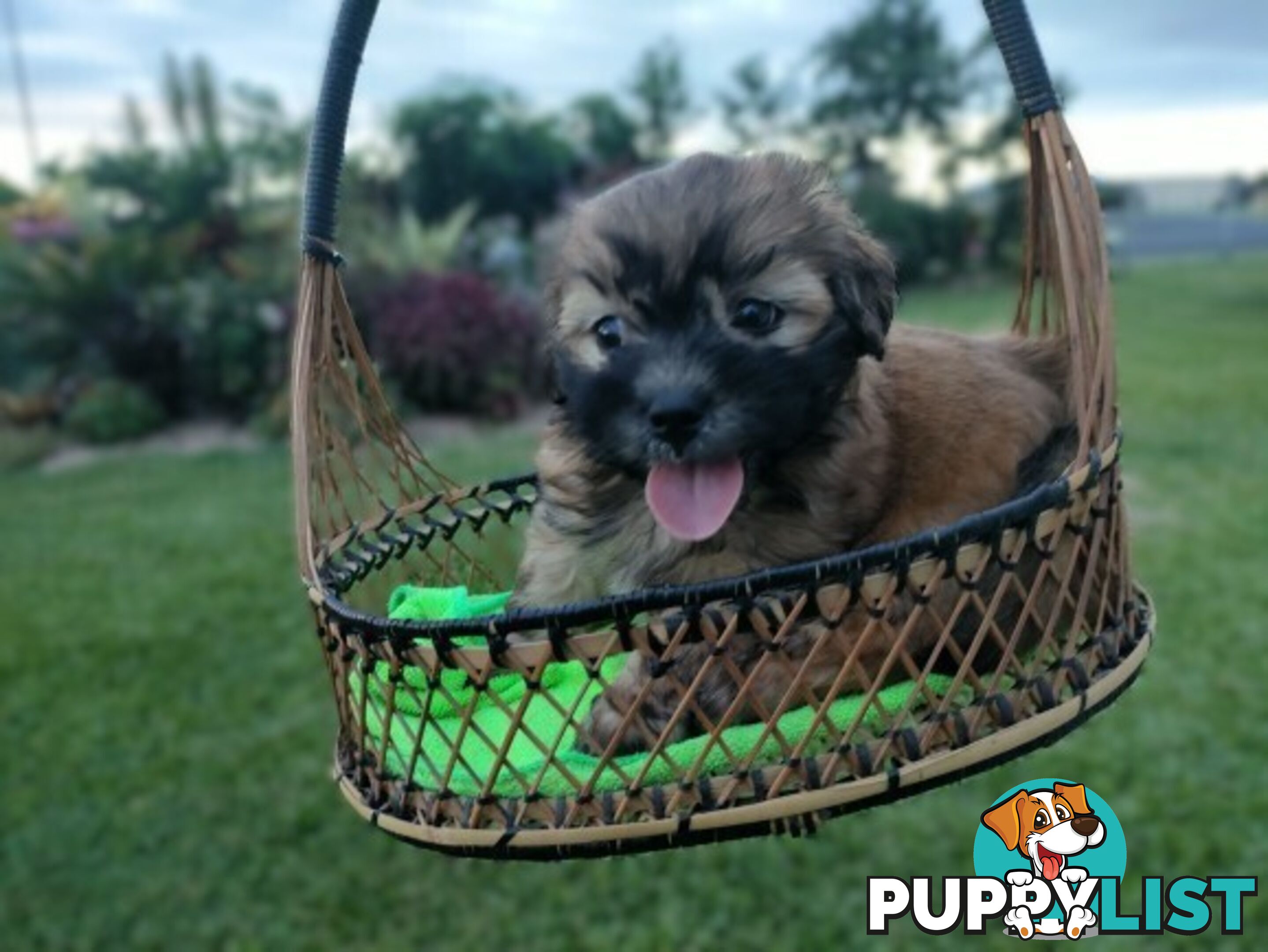 🐾 Bring love and laughter into your life with a Cavoodle cross puppy! 🐾