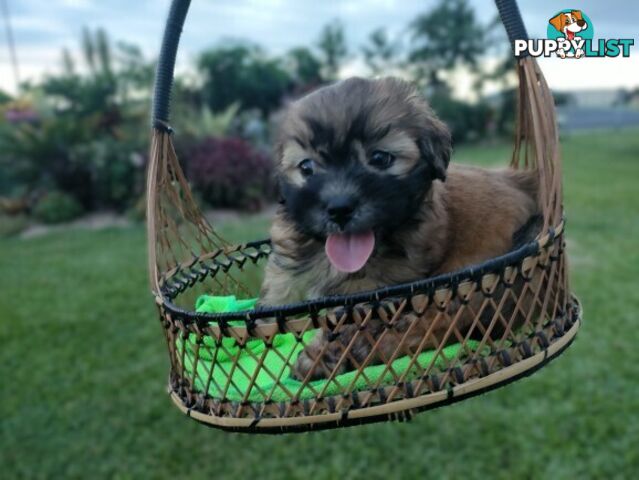 🐾 Bring love and laughter into your life with a Maltese Shih Tzu Cavoodle cross puppy! 🐾