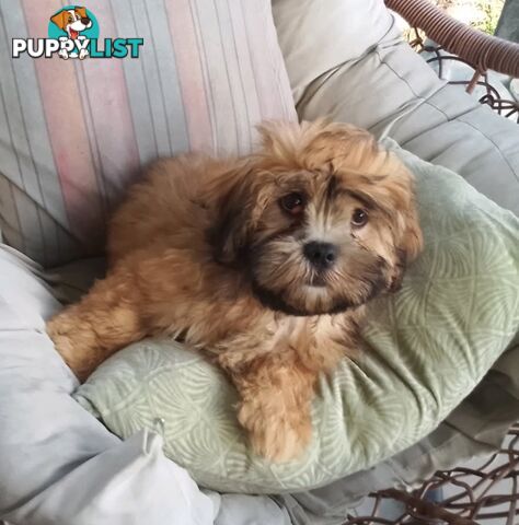 🐾 Bring love and laughter into your life with a Cavoodle cross puppy! 🐾