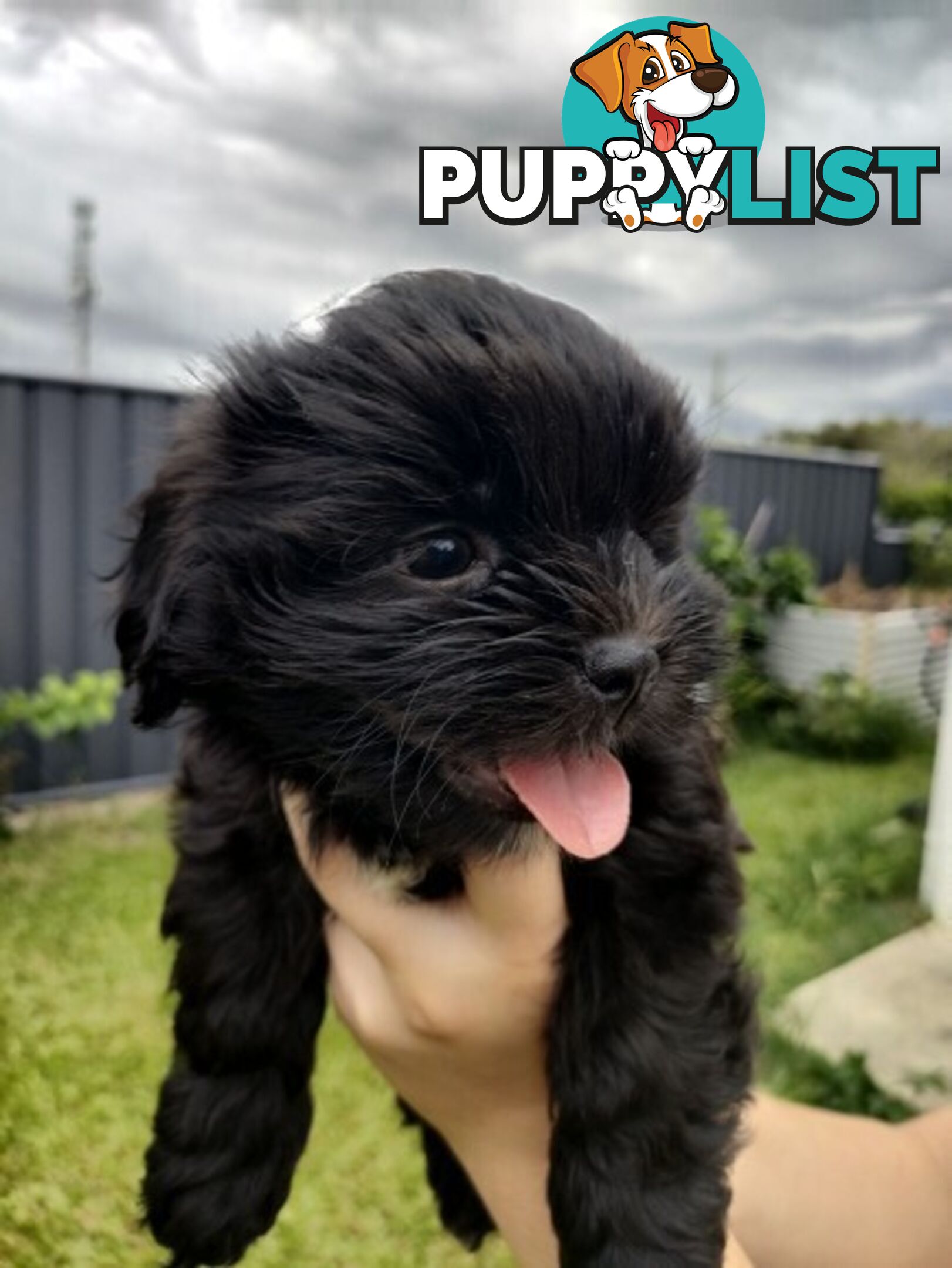 🐾 Bring love and laughter into your life with a Cavoodle cross puppy! 🐾