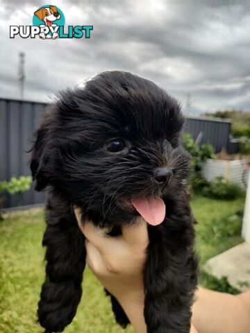 🐾 Bring love and laughter into your life with a Maltese Shih Tzu Cavoodle cross puppy! 🐾