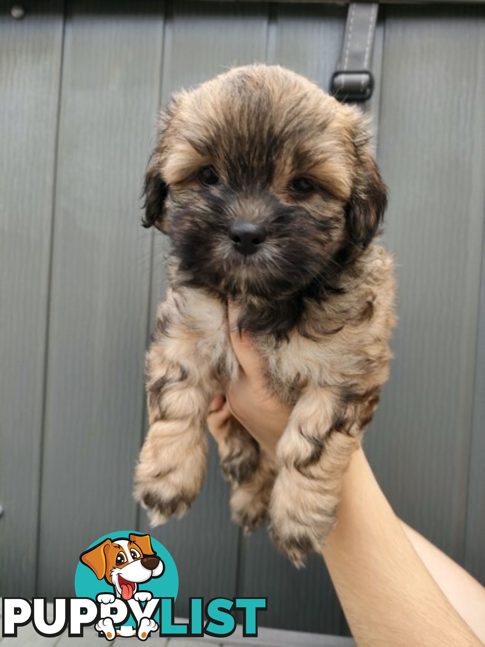 🐾 Bring love and laughter into your life with a Cavoodle cross puppy! 🐾