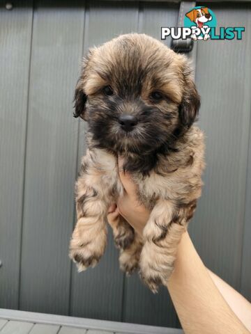 🐾 Bring love and laughter into your life with a Maltese Shih Tzu Cavoodle cross puppy! 🐾