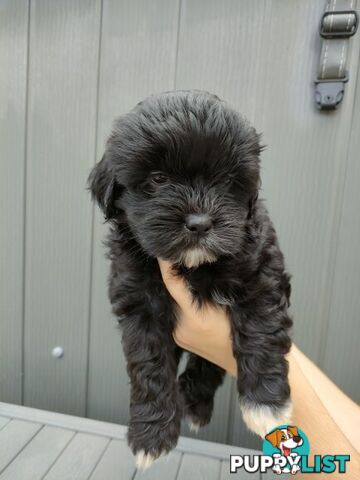 🐾 Bring love and laughter into your life with a Maltese Shih Tzu Cavoodle cross puppy! 🐾