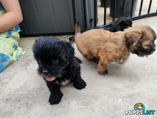 🐾 Bring love and laughter into your life with a Maltese Shih Tzu Cavoodle cross puppy! 🐾