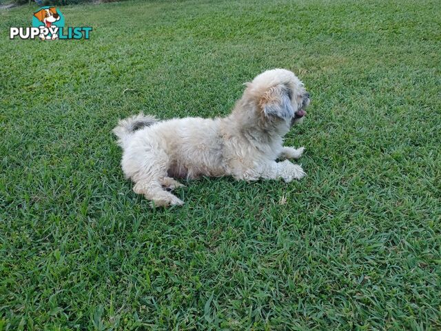 🐾 Bring love and laughter into your life with a Cavoodle cross puppy! 🐾