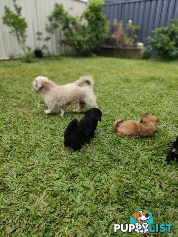 🐾 Bring love and laughter into your life with a Cavoodle cross puppy! 🐾