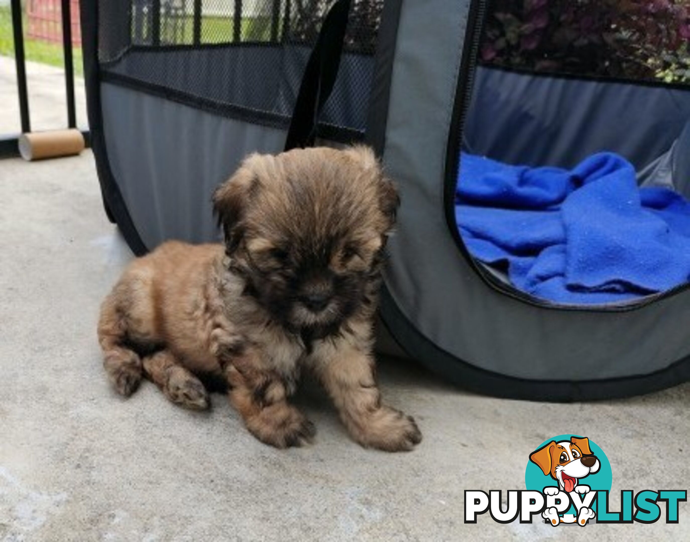 🐾 Bring love and laughter into your life with a Cavoodle cross puppy! 🐾