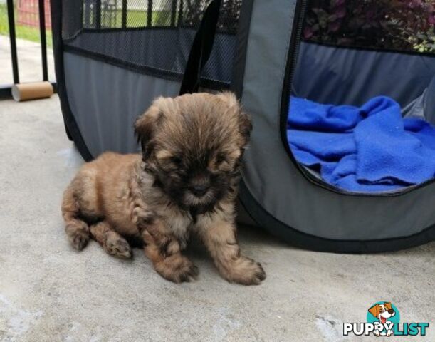 🐾 Bring love and laughter into your life with a Cavoodle cross puppy! 🐾