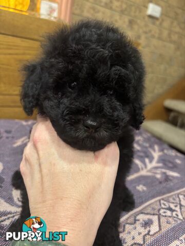 Toy Poodles - ready 16th May