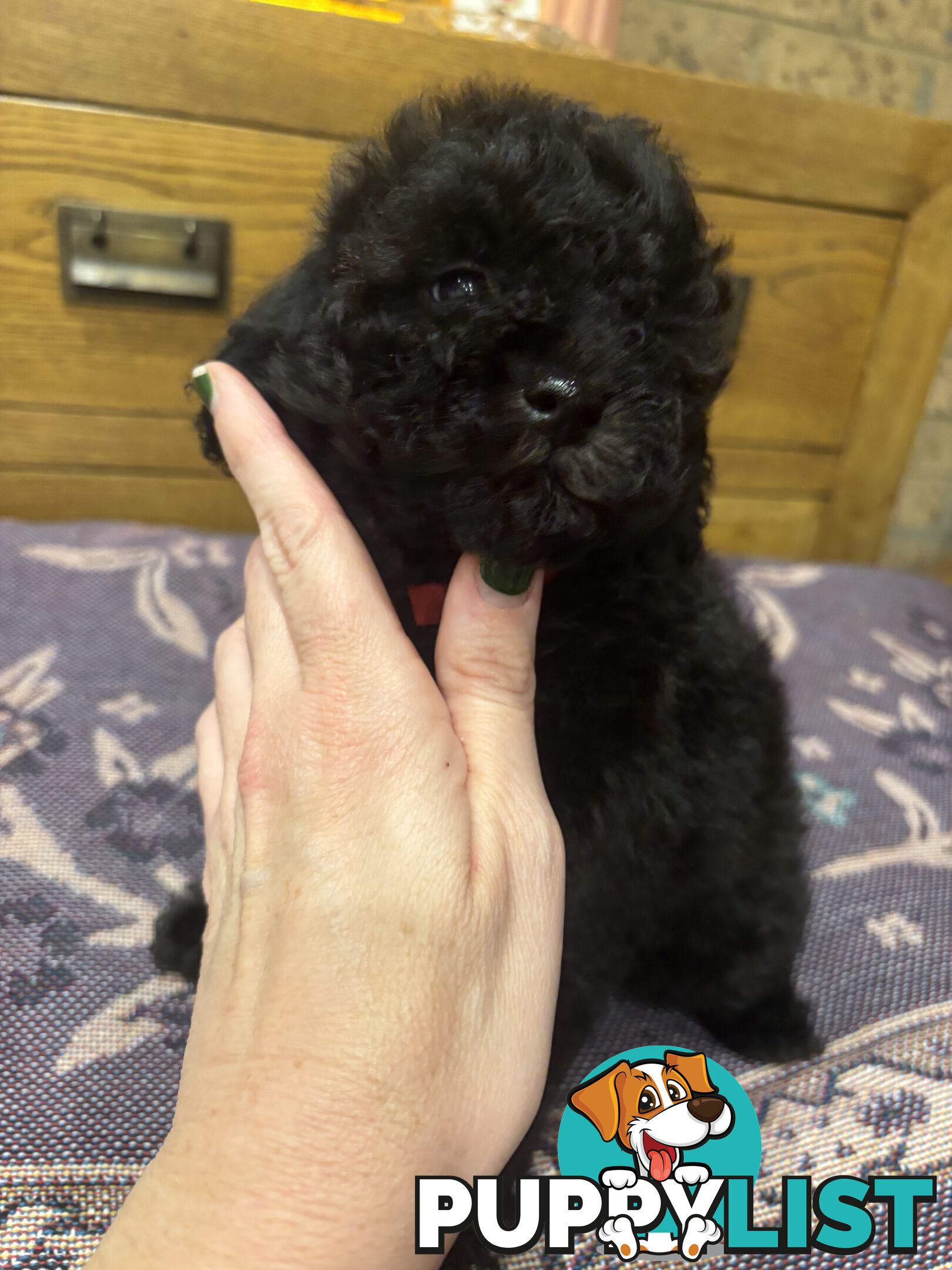 Toy Poodles - ready 16th May