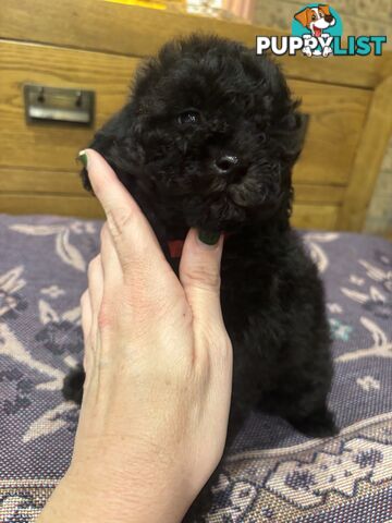 Toy Poodles - ready 16th May
