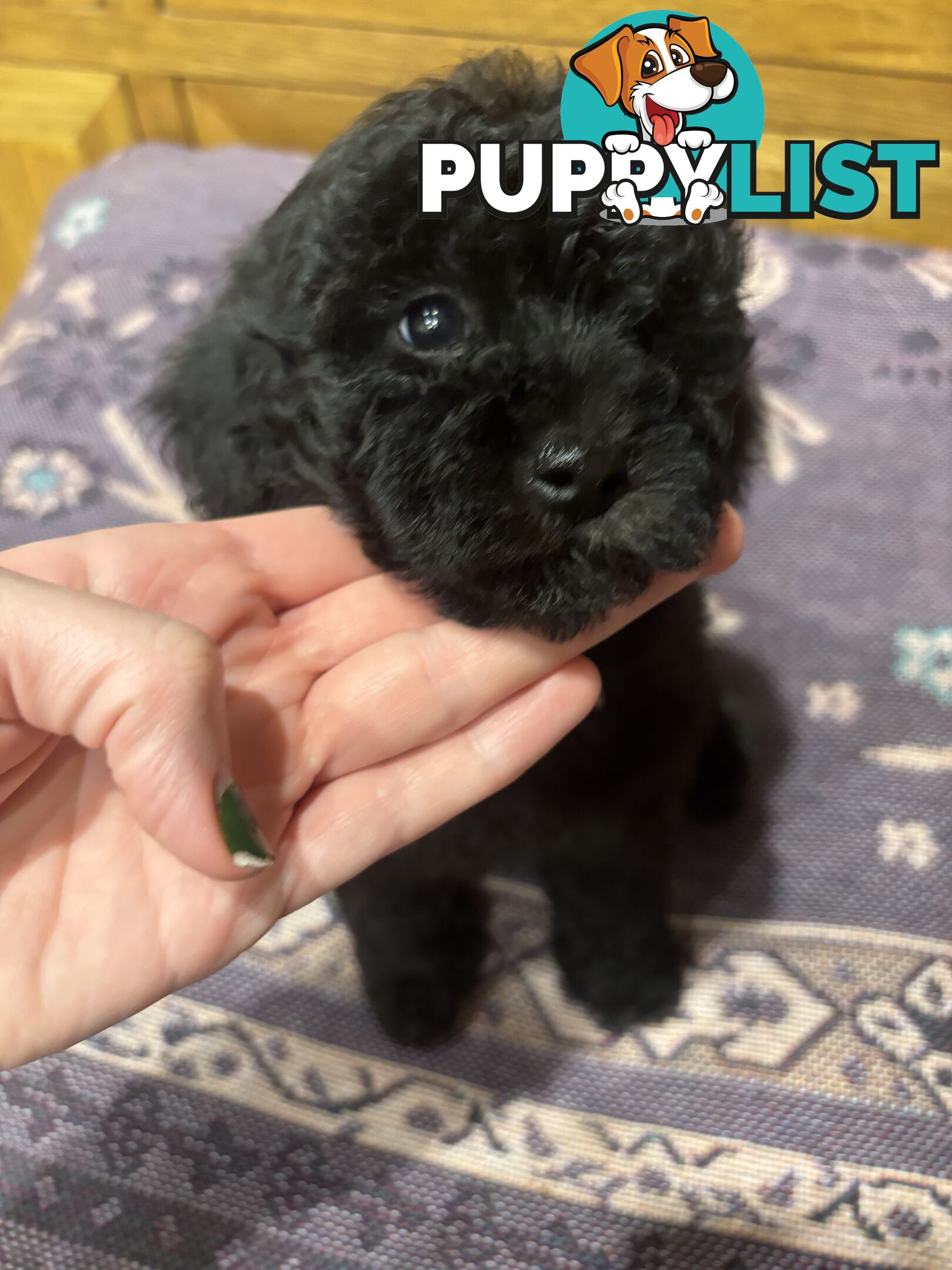 Toy Poodles - ready 16th May